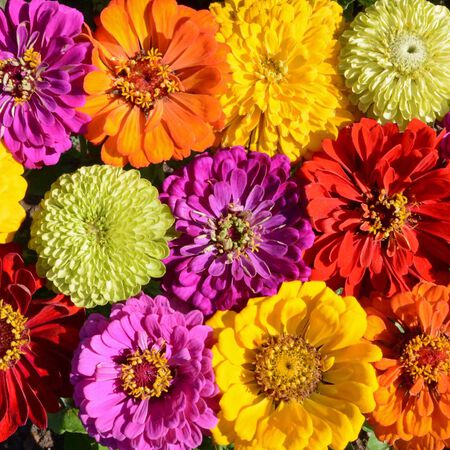 Painted Wagon, Zinnia Seeds - 1 Pound image number null